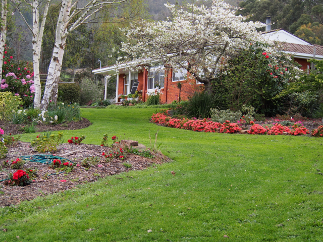 Looking towards the flowering cherry, taken from the drive way.