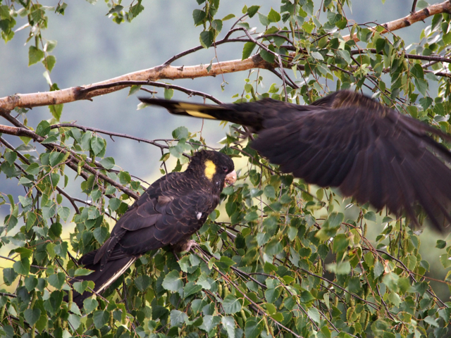 The male departs.