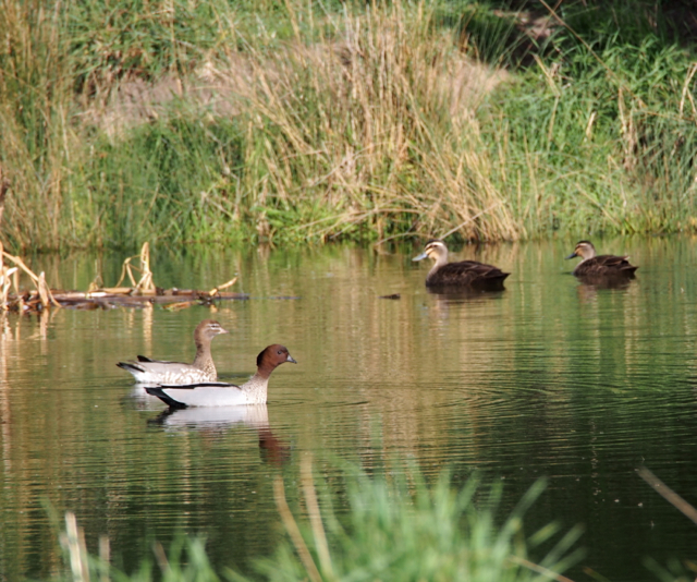 The ducks in the foreground are Australian Wood Ducks and those at the back are Pacific black Ducks with particularly light heads.