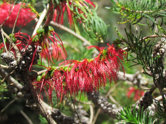 Common names include One-sided bottlebrush, Common Net Bush and Kwowdjard.  It is native to south Western Australia, but grows well in our garden.  Its one of my favourite natives and the birds love it.