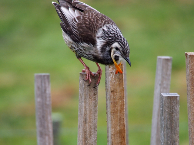 About to dive again into the tomato.  He is perched on the stakes supporting the plants