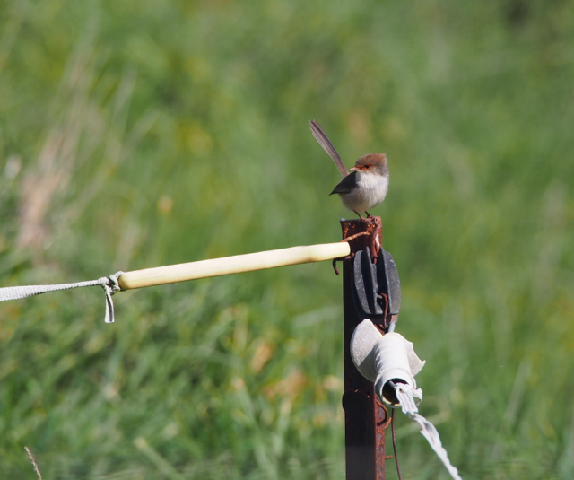 Female Superb Fairy Wren