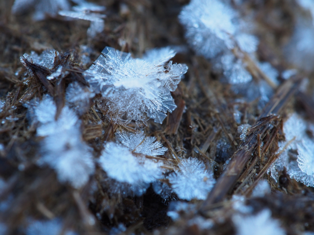 Ice crystals on a cow pat