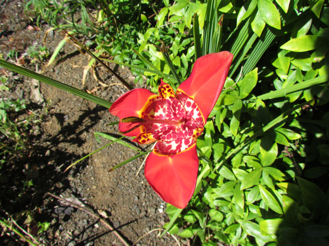 Jockey's cap lily