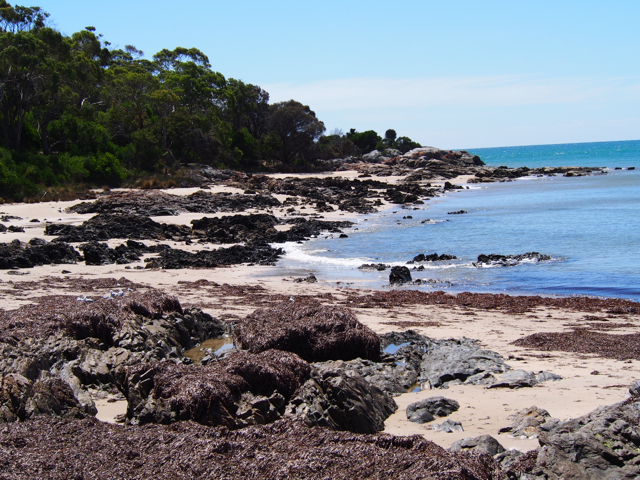 The water is beautiful here, once you make your way through the seaweed.