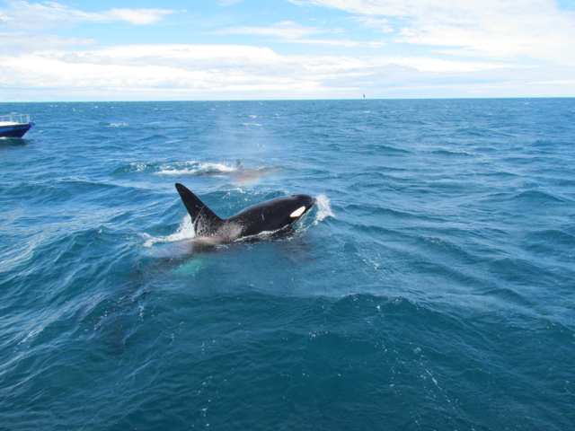 A pair of orcas interrupted the plans of those wishing to swim with the dolphins.