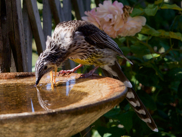 Largest Wattlebird - endemic to Tasmania