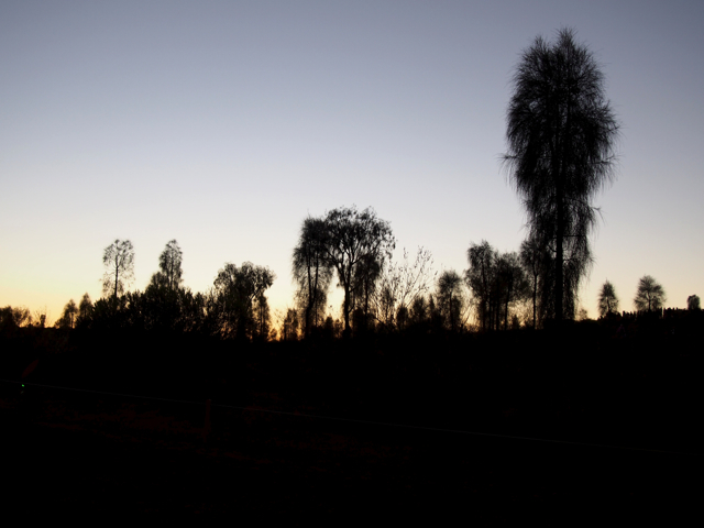 Silhouettes of desert casuarinas