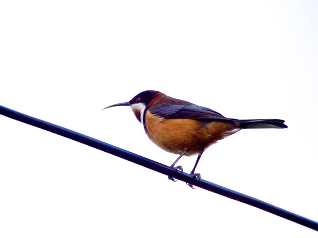 Landed just above my head.  Time for 1 shot and it was gone.  The sky was grey and pic dark.  When I lightened it all the background was white.