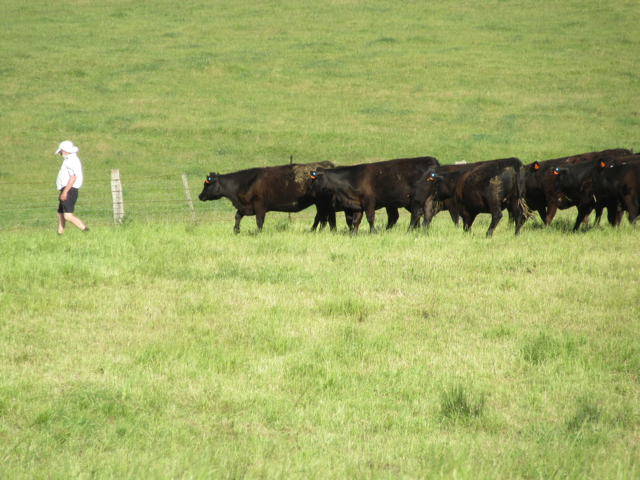 Hubby with his biggest fans.  About to move the electric fence to give another strip of fresh grass.