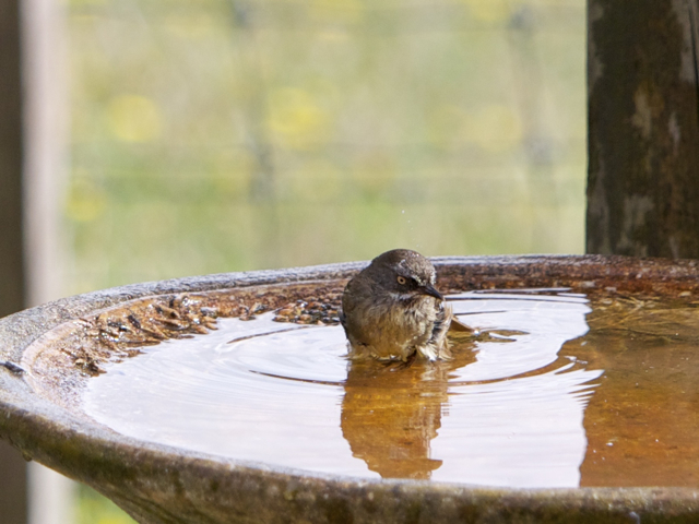 I think this bird always looks crabby.