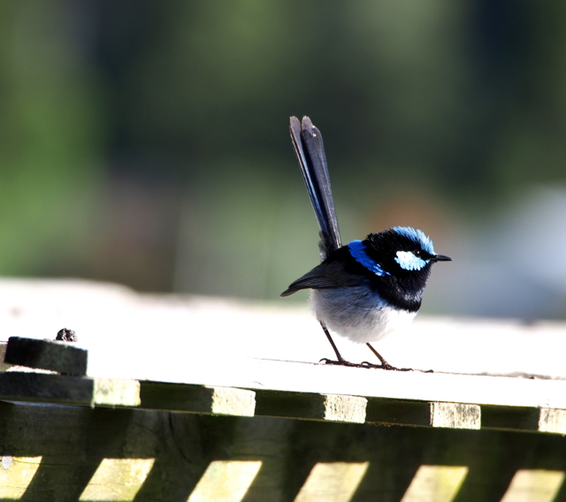 Superb Fairy Wren in mating plumage.