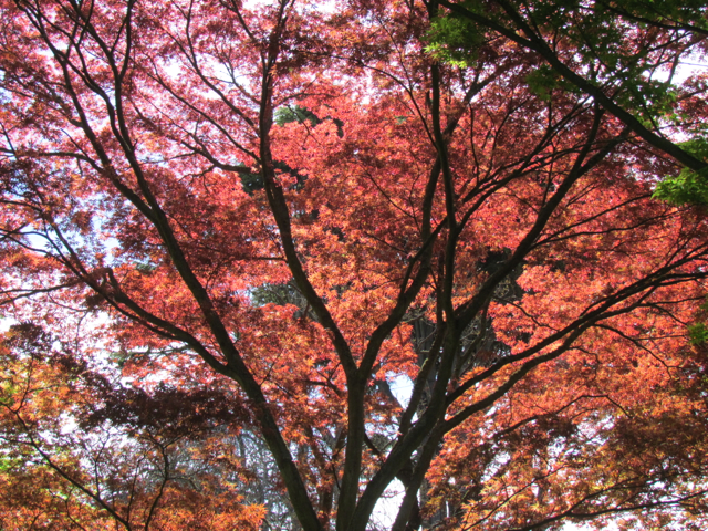 The maples were stunning!