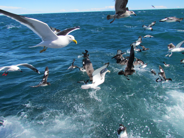 Sea birds attracted to the berley being trailed behind the boat.