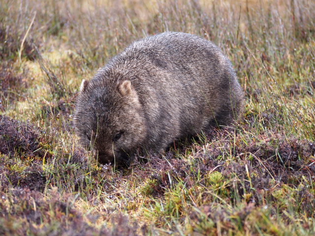 Wombat unfazed by our proximity.