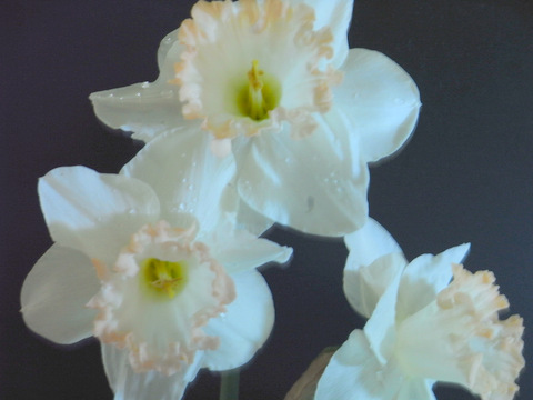 This is the Daffodil called 
August Pink. It normally flowers,as its name suggests, in August.