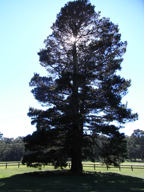 A fine example of a beautiful tree with enough room to stretch out to its full glory