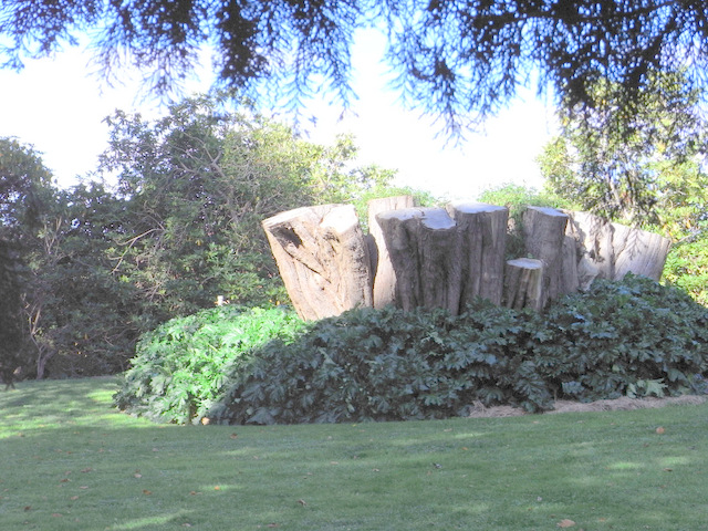 The stump of what must have been a HUGE tree of very ancient vintage