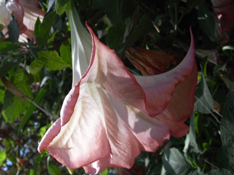 This is growing in my sisters garden. It is about 7' tall with about 50 blooms out each lasting 1-2 days.