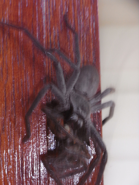 Found him on the door frame one morning when I was leaving - he kindly waited till I got my camera !