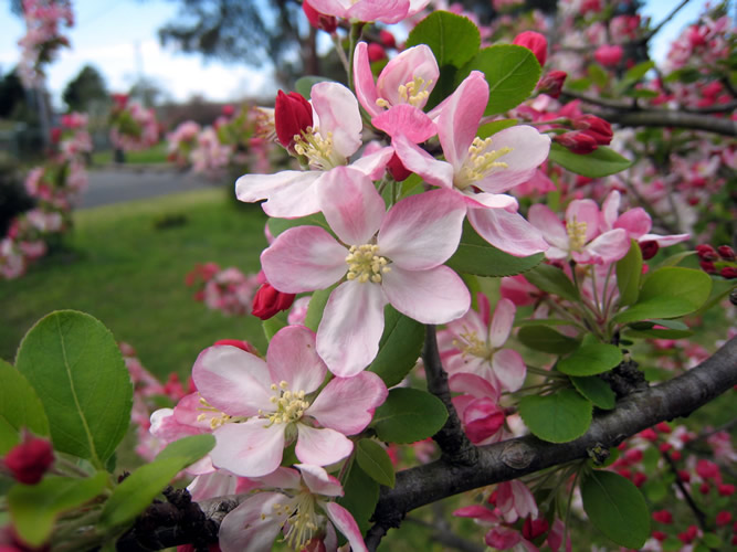 Spring in my garden