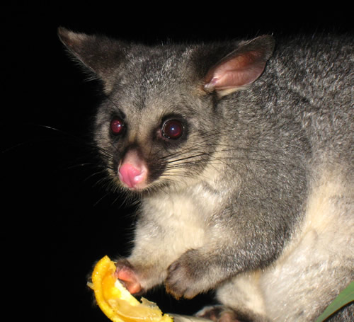 Taken in Canberra