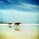 Weims at the beach