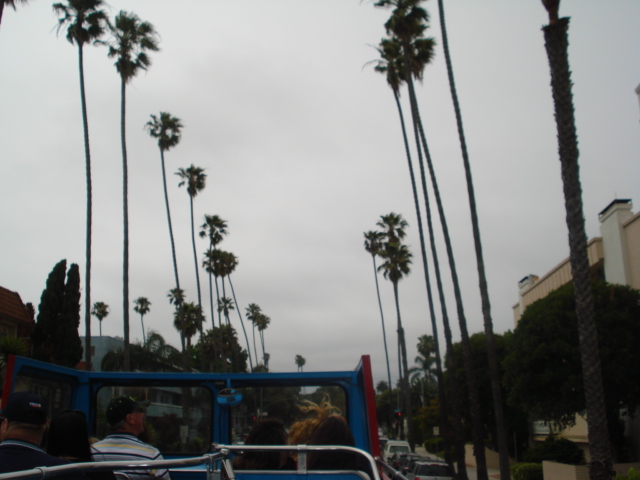 There were lots of those iconic palm trees all over the place. Some were so tall that I wondered if they would fall over in a strong breeze.