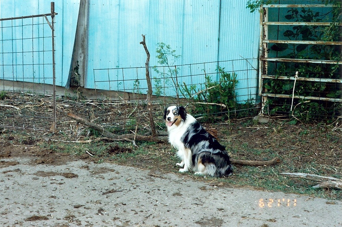 Waiting for us to feed the cows.  Don't you love the COOP special paint?  Our house is the same color! 