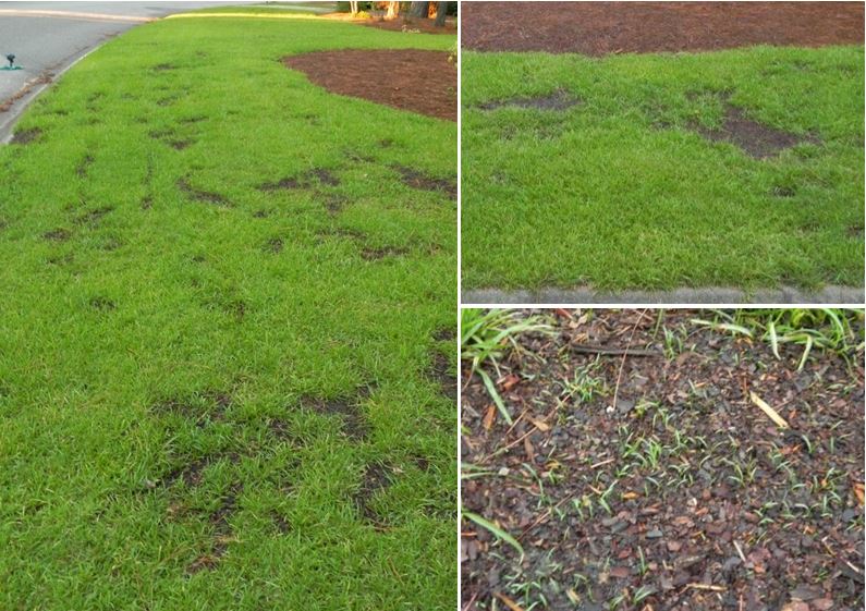 The dead spots (from tree roots, moles, clover, weeds and too much "lawn safe" weed killer) have been reseeded, top soiled and carefully watered. We have baby grass!