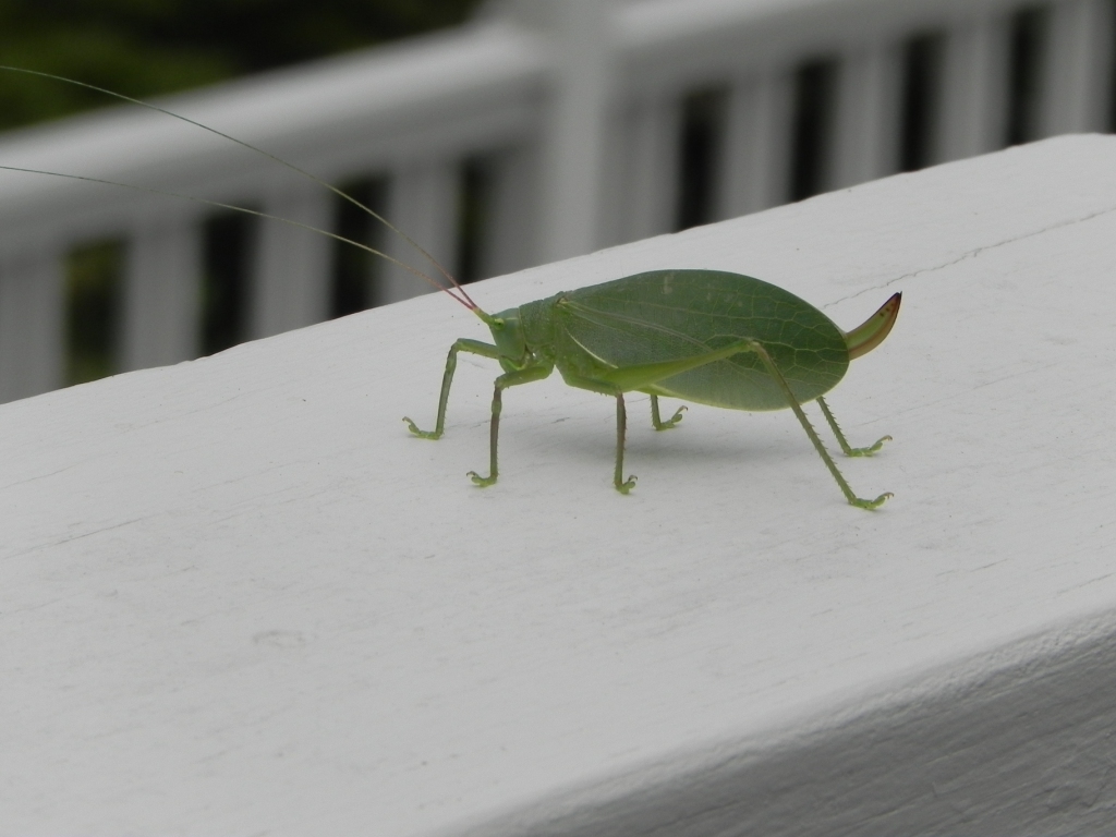 This gal was inside MIL's house... did NOT want to let go of the door as I tried to scoop her into a container for release!