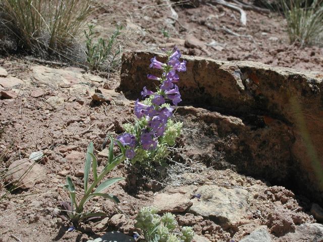 How can such beauty come from the rocks and limited soil? What a tenacious little plant!