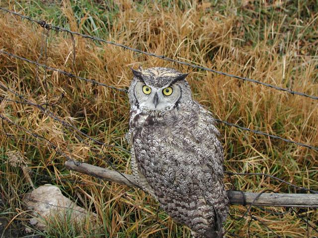 This owl decided to roost on a local fence in the daytime.  He would turn his head every direction to watch me walk by and take his photo, but didn't bother to fly away.  Does that mean I am trustworthy?