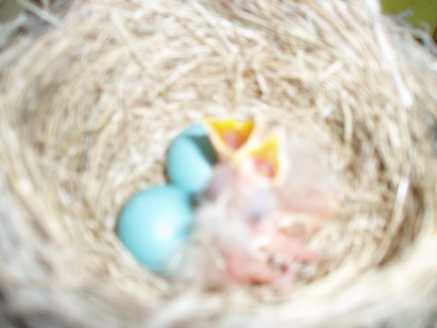 Baby Robins 