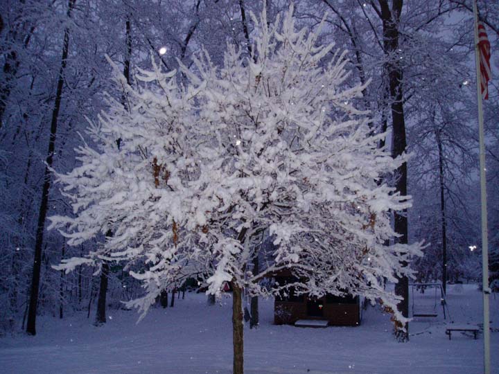 December 1, 2008
The snow on the trees this morning was very pretty.