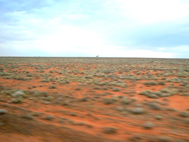 Nullarbor means no trees.  We found one.