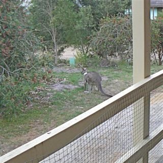 This was a very big 'roo feeding next door. (It is obvious from my comments that these two kangaroo photos are out of order and I don't know how to correct it.)