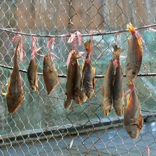 Fish drying on a fence - the smell downwind was aweful.