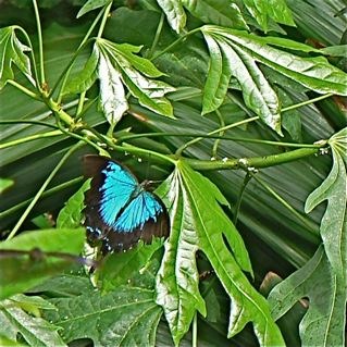 A beautiful Ulysses butterfly, but much the worse for wear.