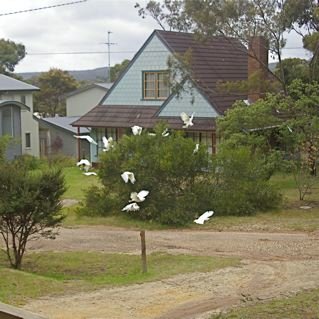 I managed to accidentally disturb them.  (This photo is out of order with the 'Cockatoos Feeding' photo, which obviously came first)