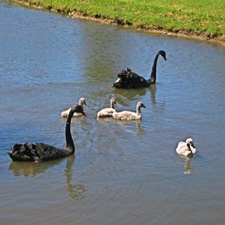 Swans are very protective parents.