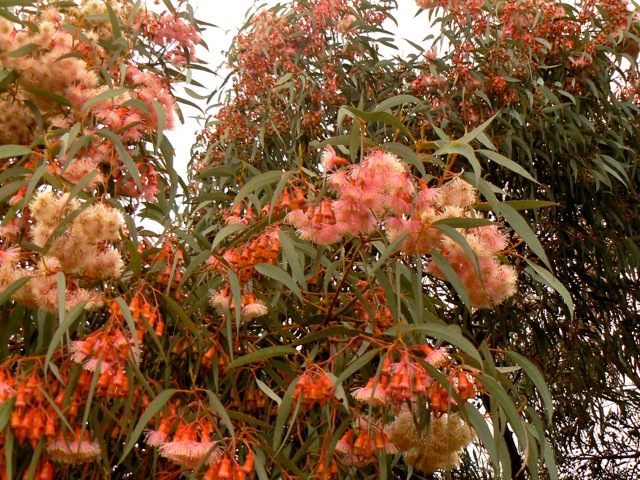 Beside Broken Hill railway station.