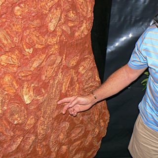 Housed in a display at Canowindra, near Cowra are fossils of fish that died 360 million years ago.