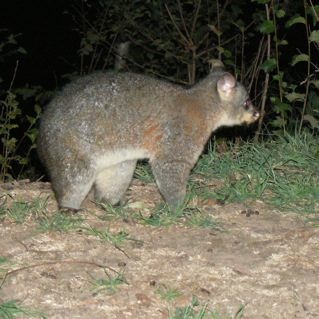 Tumut.  He came quite close to us.