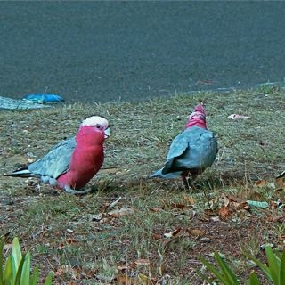 A pair of Galahs.  These birds mate for life.