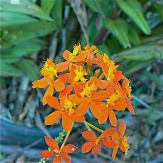 Just an orchid plant growing in someone's front garden.