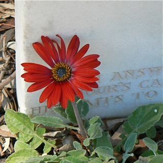 In Japanese War Cemetery, Cowra