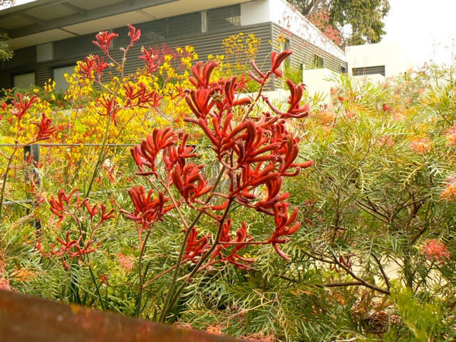 In Kings Park, Perth