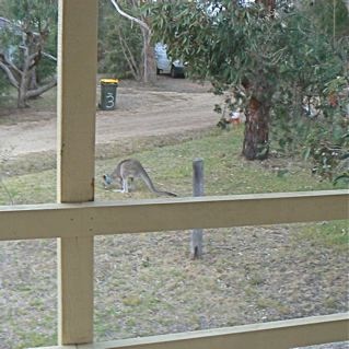 I looked out the window at dusk and saw this kangaroo on the lawn.