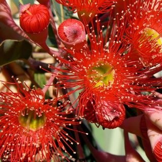 Close up of flowers and opening buds.